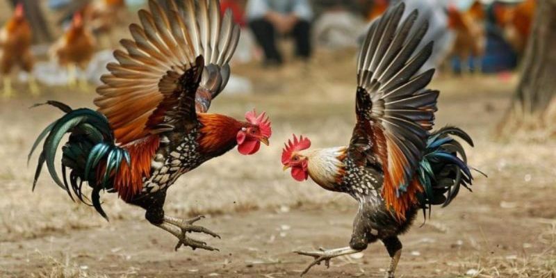 Luật chơi đá gà quy định thắng thua