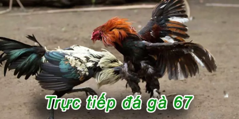 Casino 67 là đối tác tường thuật đá gà của nhiều trường gà lớn